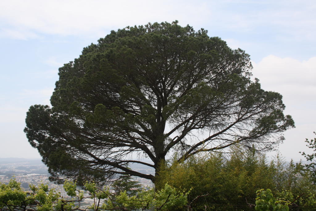 Quinta Das Leiras Santo Tirso Zewnętrze zdjęcie