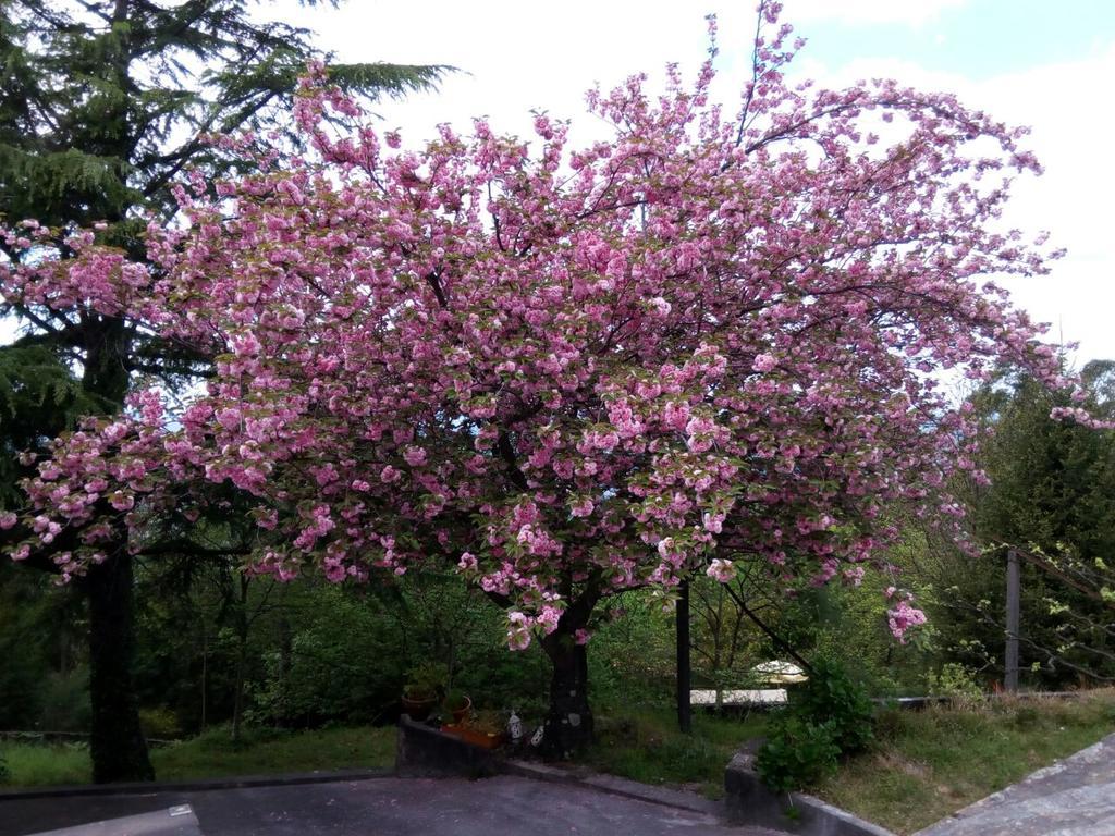 Quinta Das Leiras Santo Tirso Zewnętrze zdjęcie